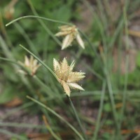 Cyperus arenarius Retz.